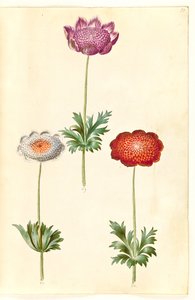 Anemone coronaria (Französische Anemone) von Hans Simon Holtzbecker