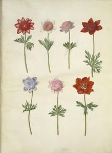 Anemone coronaria (Kronenanemone)