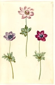 Anemone coronaria (Französische Anemone) von Hans Simon Holtzbecker