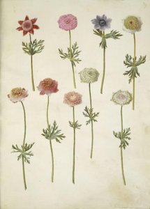 Anemone coronaria (französische Anemone) von Hans Simon Holtzbecker