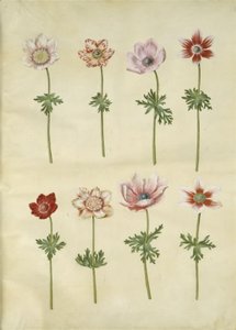 Anemone coronaria (französische Anemone) von Hans Simon Holtzbecker