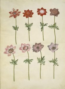 Anemone coronaria (Französische Anemone) von Hans Simon Holtzbecker