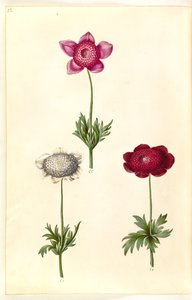 Anemone (Anemone coronaria) von Hans Simon Holtzbecker