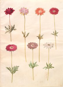 Anemone coronaria (französische Anemone); Anemone ×fulgens (glänzende Anemone) von Hans Simon Holtzbecker