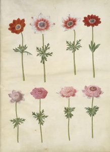 Anemone coronaria L. (Französische Anemone); Anemone pavonina (Pfauen-Anemone) von Hans Simon Holtzbecker