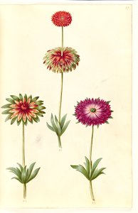 Anemone ×fulgens (Glänzende Anemone)