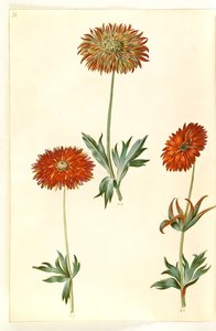 Anemone ×fulgens (glänzende Anemone) von Hans Simon Holtzbecker