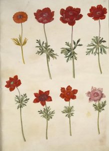 Anemone × fulgens (glänzende Anemone); Anemone coronaria (französische Anemone) von Hans Simon Holtzbecker