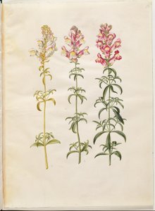 Antirrhinum majus (Garten-Löwenmaul) von Hans Simon Holtzbecker