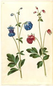 Aquilegia vulgaris (Gemeine Akelei) von Hans Simon Holtzbecker