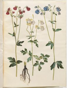 Aquilegia vulgaris (Gemeine Akelei)