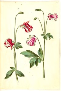 Aquilegia vulgaris (Gemeine Akelei) von Hans Simon Holtzbecker