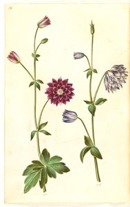Aquilegia vulgaris (Gewöhnliche Akelei)