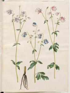 Aquilegia vulgaris (Gewöhnliche Akelei)