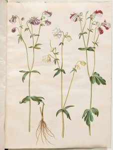 Aquilegia vulgaris (Gemeine Akelei)