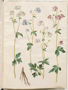 Aquilegia vulgaris (Gewöhnliche Akelei)