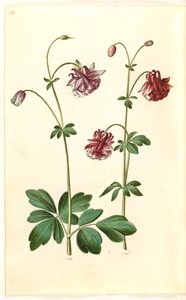 Akelei (Aquilegia vulgaris) von Hans Simon Holtzbecker