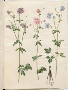 Aquilegia vulgaris (Gemeine Akelei)