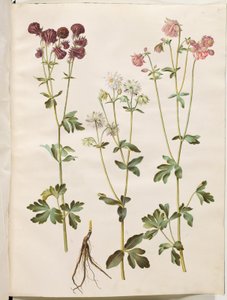 Aquilegia vulgaris (Gemeine Akelei)