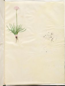 Armeria maritima (Gewöhnliches Grasnelken) von Hans Simon Holtzbecker