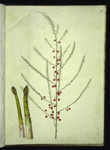Spargel