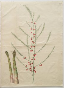 Spargel von Hans Simon Holtzbecker
