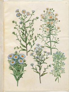 Aster amellus; Symphyotrichum novi-belgii; Symphyotrichum novae-angliae; Symphyotrichum dumosum; Symphyotrichum ericoides von Hans Simon Holtzbecker