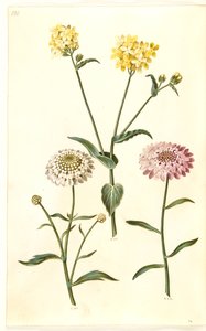 Raps (Brassica napus); Bittere Schleifenblume (Iberis amara) von Hans Simon Holtzbecker