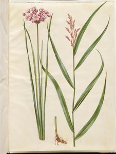 Butomus umbellatus (Brautkerze); Phragmites australis (Schilfrohr)