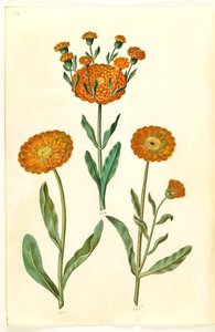 Calendula officinalis (Garten-Ringelblume)