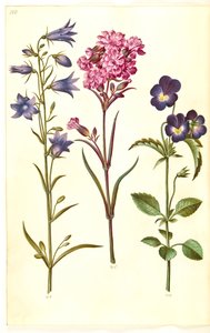 Campanula rotundifolia (Rundblättrige Glockenblume); Silene viscaria (Gemeines Leimkraut); Viola tricolor (Stiefmütterchen)