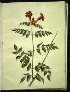 Campsis radicans (gewöhnliche Trompetenblume) von Hans Simon Holtzbecker