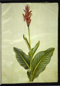 Canna indica (essbare Kanna)