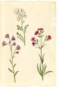 Wiesenschaumkraut; Rundblättrige Glockenblume (?); Taubenkropf-Leimkraut (?) von Hans Simon Holtzbecker