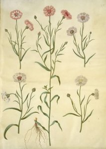 Kornblume (Centaurea cyanus) von Hans Simon Holtzbecker