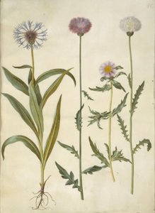 Centaurea montana (Berg-Flockenblume); Amberboa moschata (Moschus-Schafgarbe)