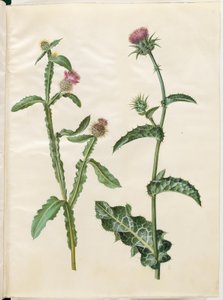 Centaurea seridis; Silybum marianum (Mariendistel)