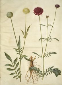 Cephalaria leucantha (weißer Schuppenkopf); Scabiosa atropurpurea (Witwenblume)