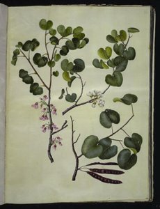Cercis siliquastrum (Gewöhnlicher Judasbaum) von Hans Simon Holtzbecker