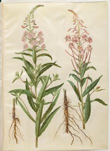 Schmalblättriges Weidenröschen (Chamerion angustifolium) von Hans Simon Holtzbecker