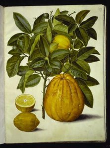 Citrus limon (gewöhnliche Zitrone); Citrus maxima (Pampelmuse)