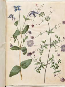 Clematis integrifolia (blaue Stauden-Waldrebe); Clematis viticella (italienische Waldrebe)