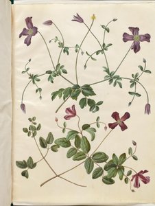 Clematis viticella (italienische Waldrebe) von Hans Simon Holtzbecker