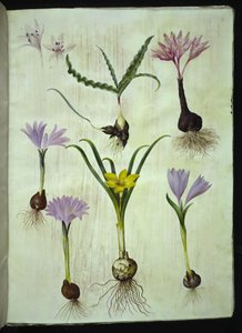 Colchicum variegatum (gefleckte Zeitlose); Bulbocodium vernum (Frühlingslichtblume); Sternbergia lutea (gewöhnliche Sternbergie)