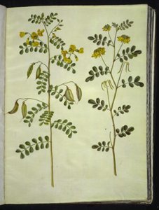 Colutea arborescens (gewöhnliche Blasenstrauch); Hippocrepis emerus (Busch-Hufeisenklee) von Hans Simon Holtzbecker