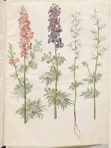 Rittersporn (Consolida ajacis) von Hans Simon Holtzbecker