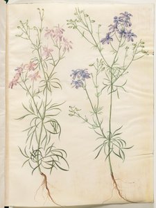 Consolida regalis (Korn-Rittersporn) von Hans Simon Holtzbecker