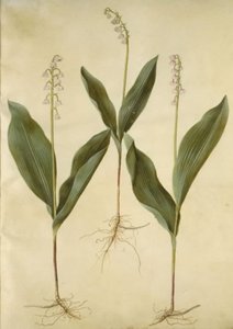 Maiglöckchen (Convallaria majalis); Maiglöckchen (Varietät von Convallaria majalis)