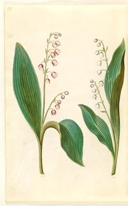 Convallaria majalis rosea (rote Maiglöckchen); Convallaria majalis (Maiglöckchen)