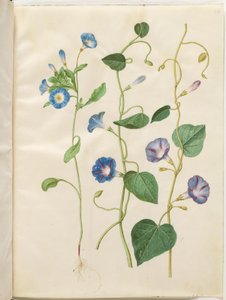Convolvulus tricolor (Dreifarbige Winde); Ipomoea purpurea (Purpur-Prunkwinde) von Hans Simon Holtzbecker